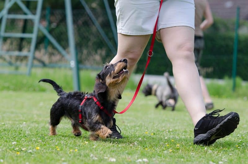 Dachshund Temperament and Personality