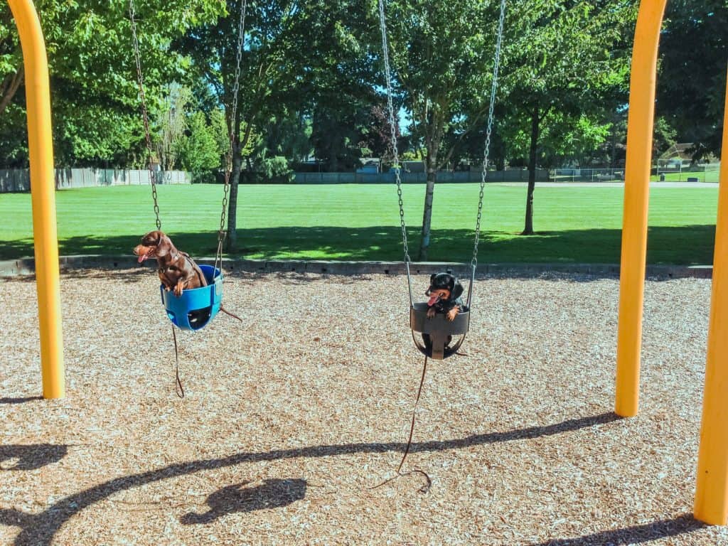 Miniature dachshund and standard dachshund