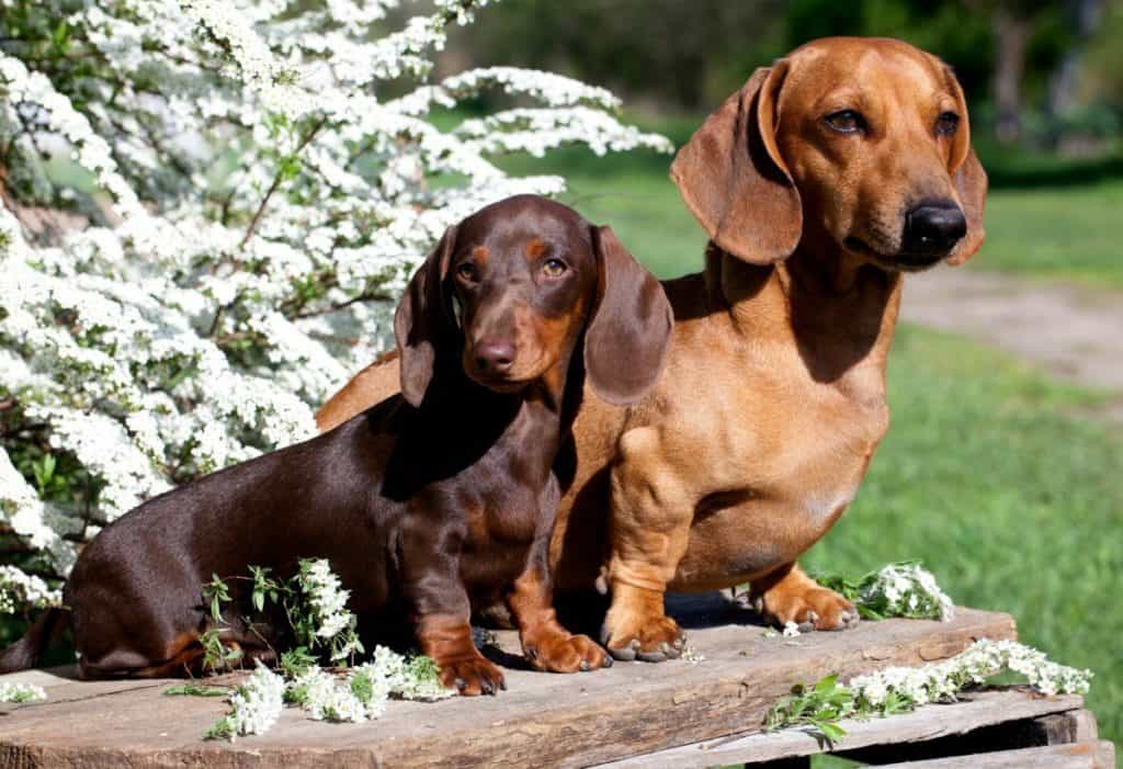 Standard Dachshund Vs Miniature Dachshund Dachshund Central