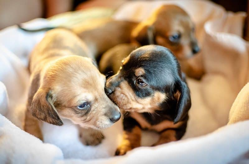 how big do mini dachshund puppies get