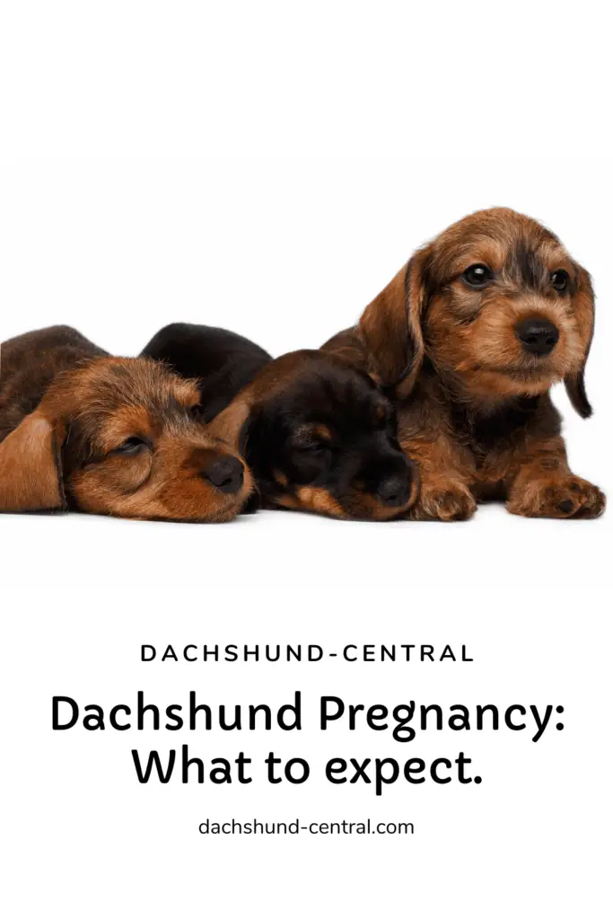 Dachshund Pregnancy What to expect dachshundcentral