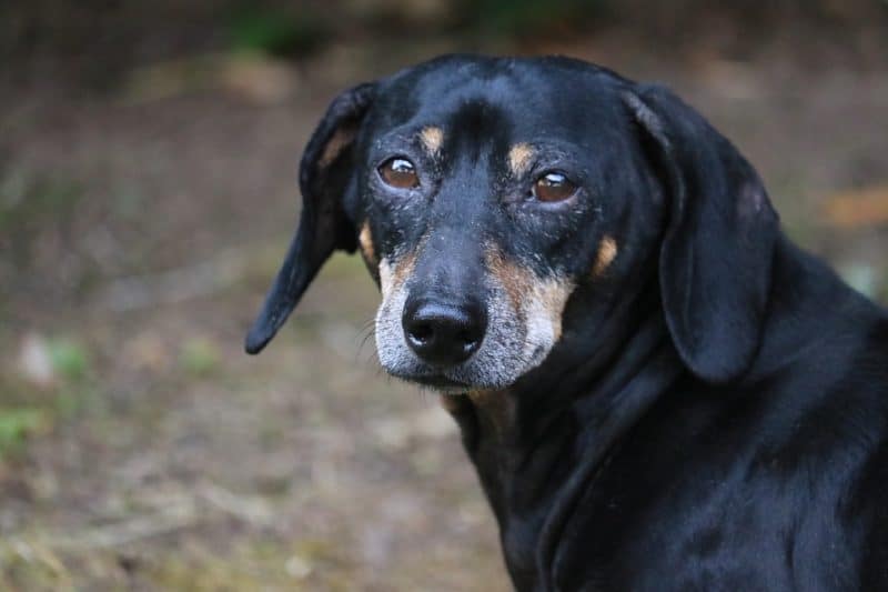 An Old Miniature Dachshund Portrait Against A White Background