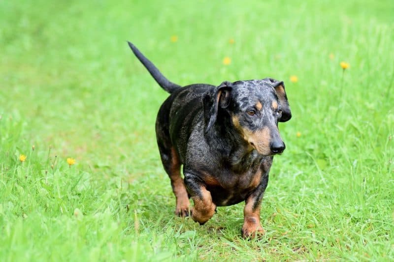 Dapple Dachshund