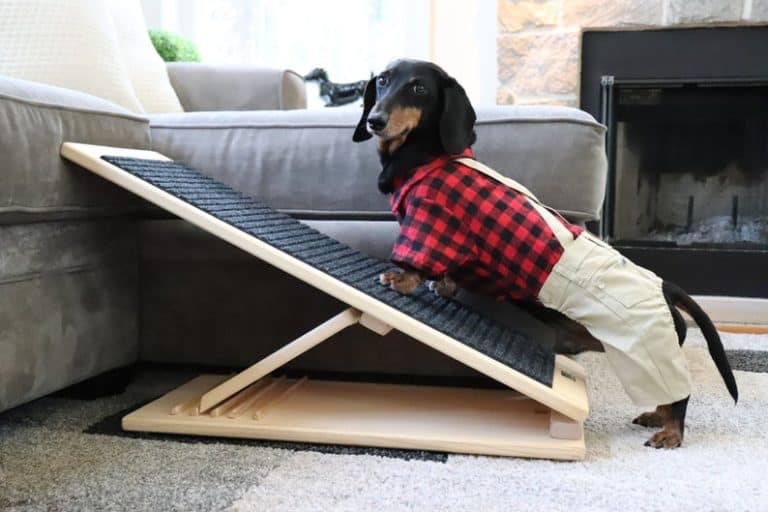 Accessories and Supplies for Dachshunds dachshundcentral