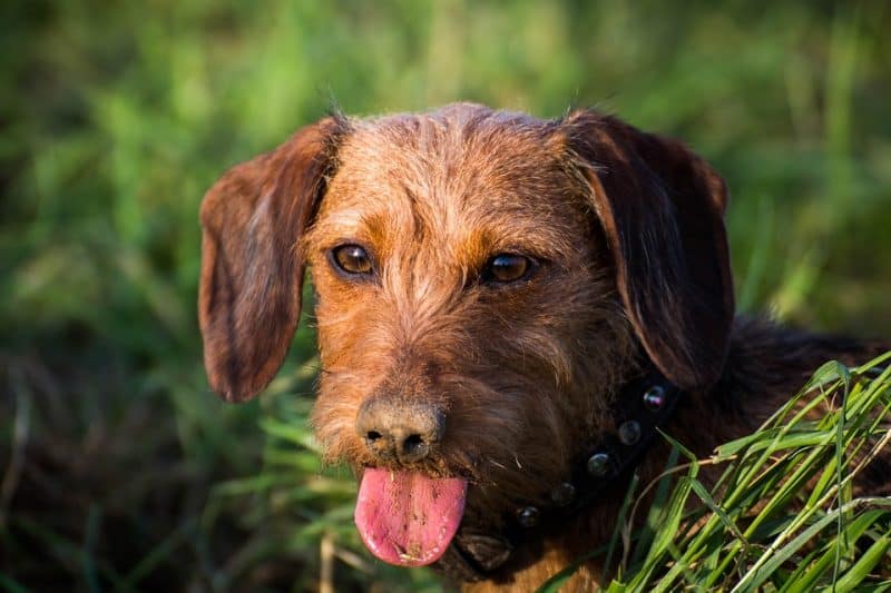 wirehaired dachshund