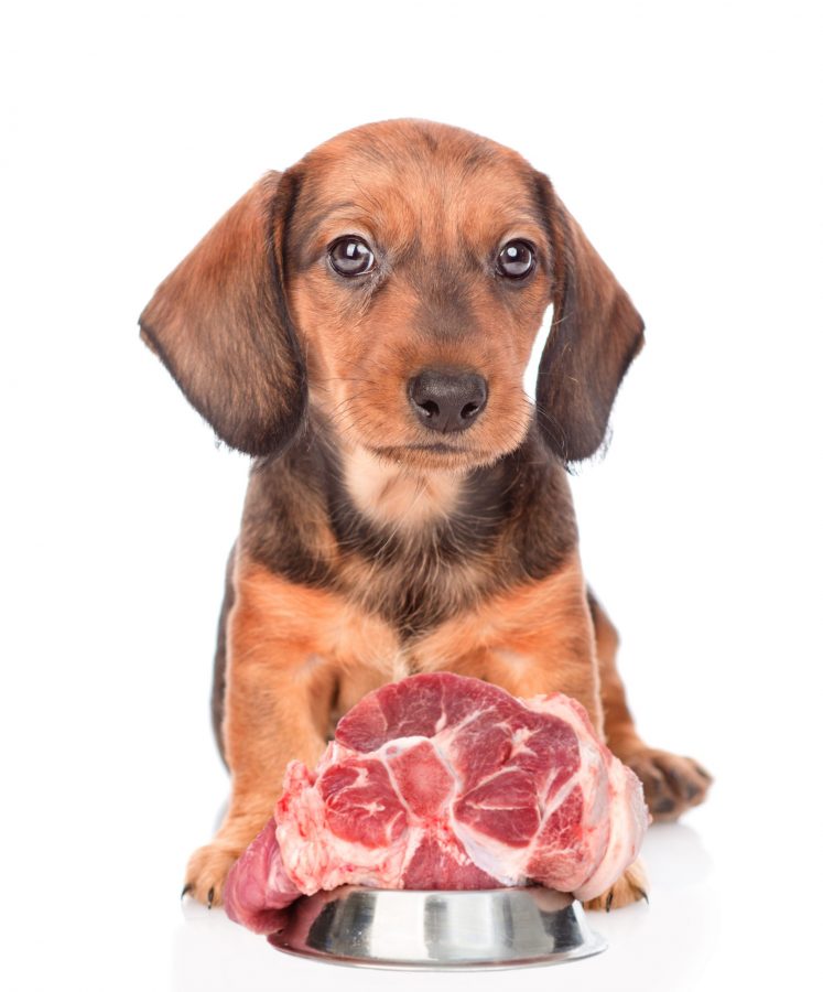 Is Raw Food Good For Your Dog? dachshundcentral