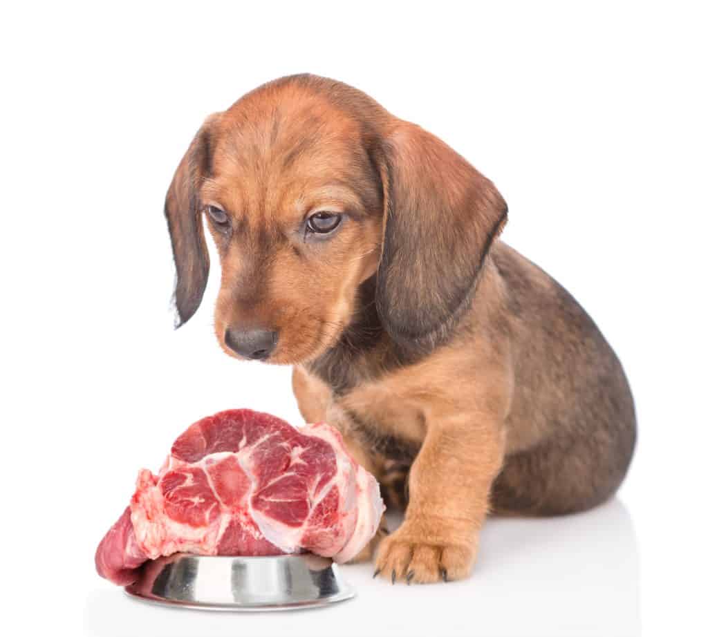 what happens if dogs eat raw steak