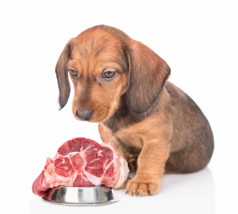 Is Raw Food Good For Your Dachshund? dachshundcentral
