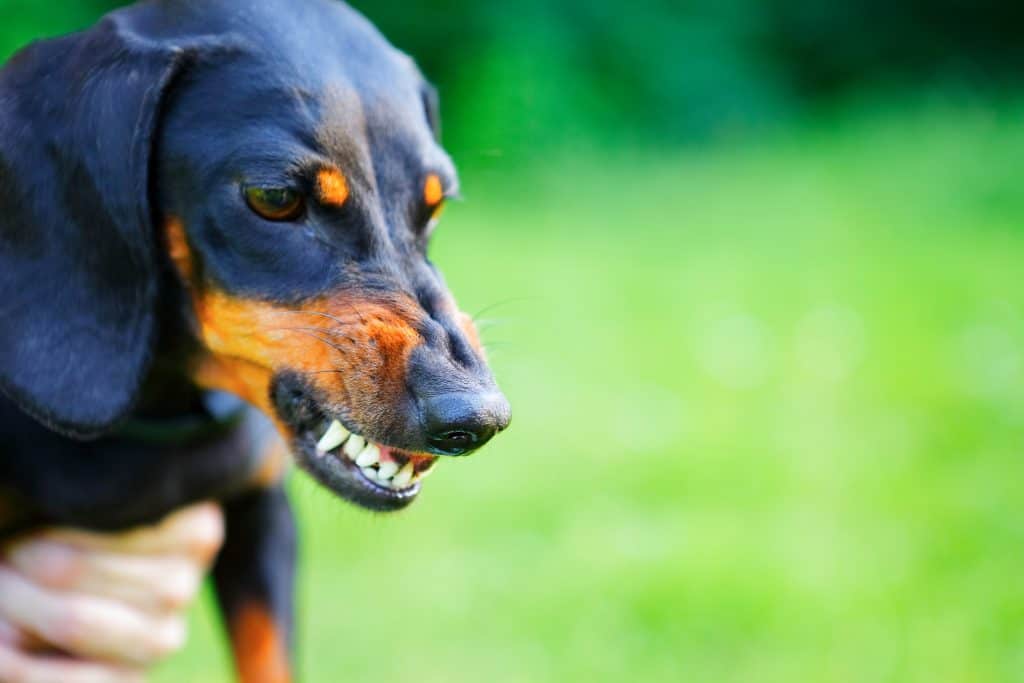 Aggressive black smooth-haired dachshund bared its teeth