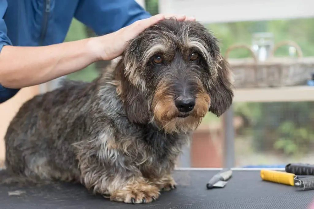 Trimming the head of Dachshund wire haired dog