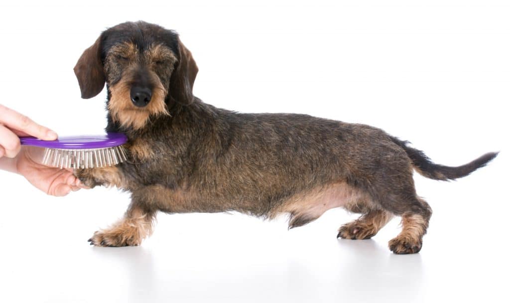 dachshund shedding grooming