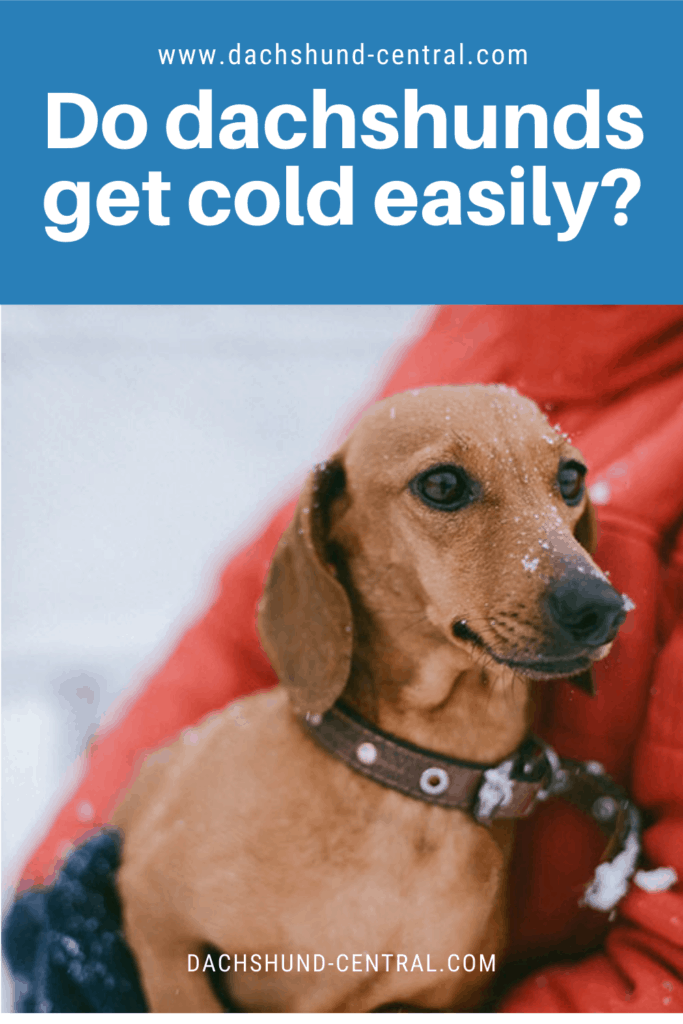 Do dachshunds get cold easily? - dachshund-central