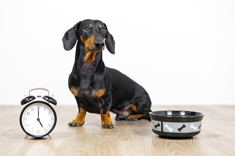 what is the best food to feed a dachshund