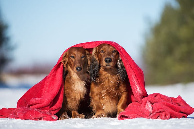 Do dachshunds get cold easily? dachshundcentral