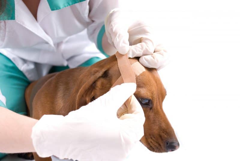 Understanding Dachshund Allergies dachshundcentral