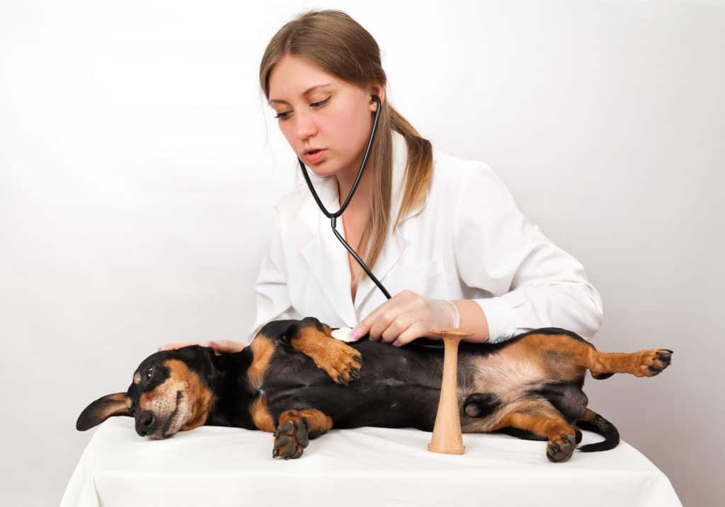 what health problems do dachshunds have