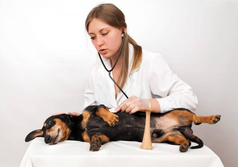 dachshund health tests
