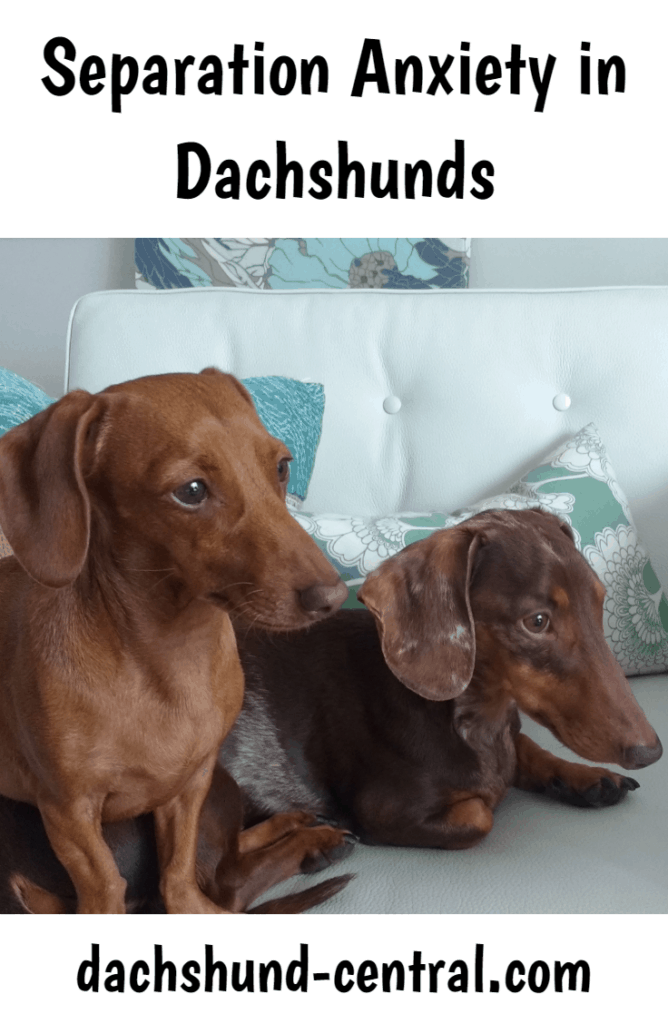 Separation Anxiety In Dachshunds Dachshund Central Separation Anxiety In Dachshunds Dachshund Central