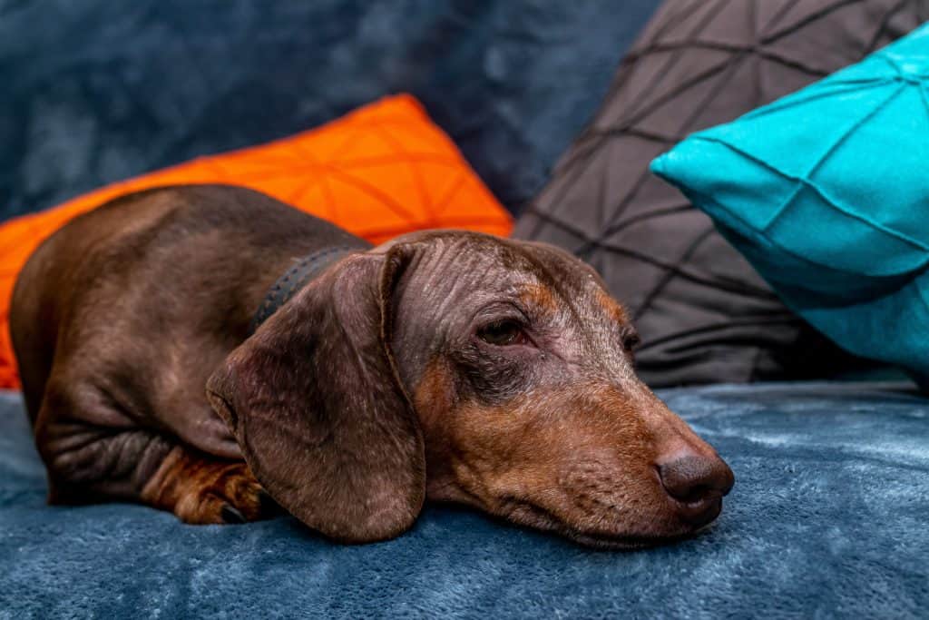 Dachshund allergies