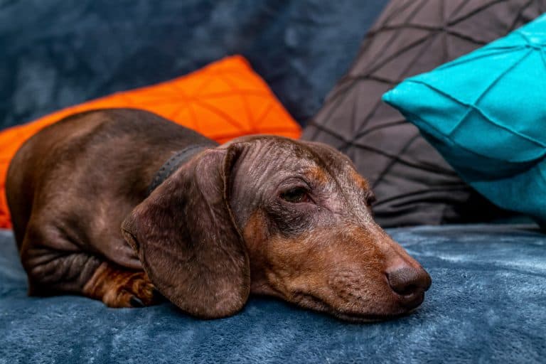 Dachshund allergies