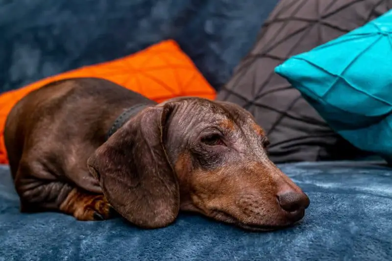 Understanding And Treating Hair Loss And Bald Spots In Dachshunds