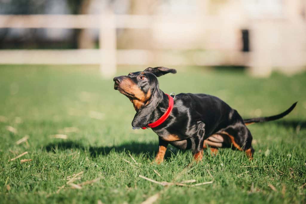 why does my dachshund shake