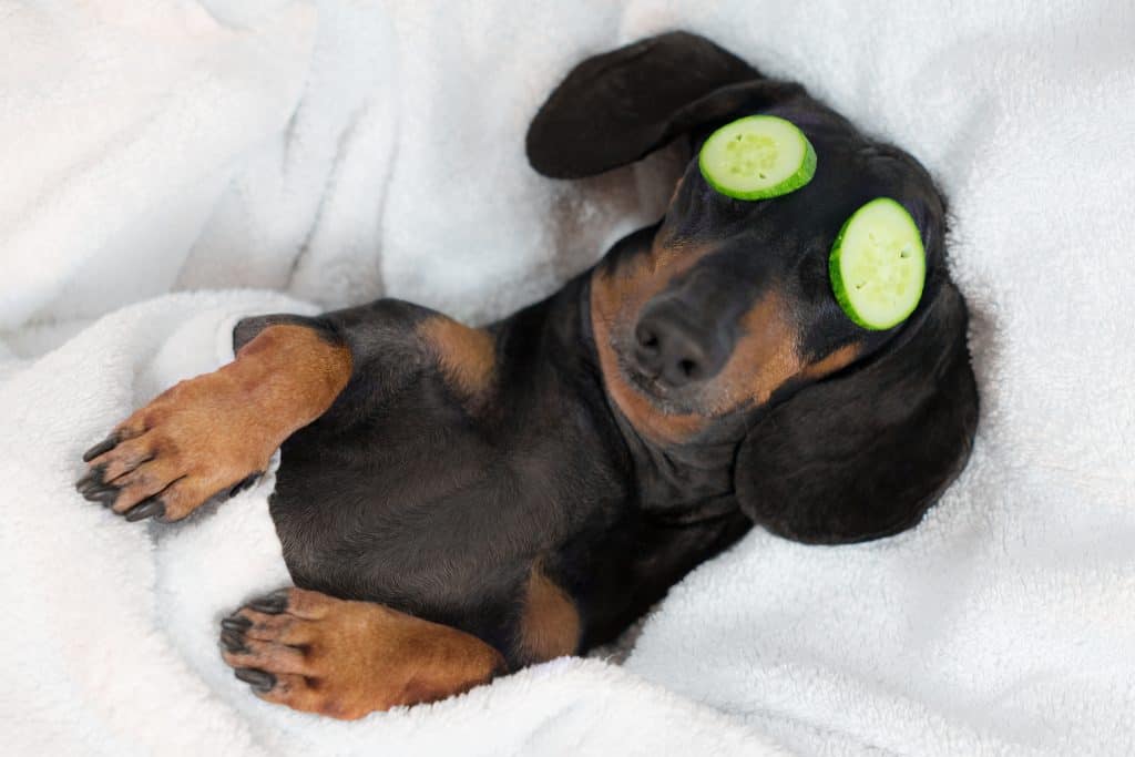 Relaxed dachshund