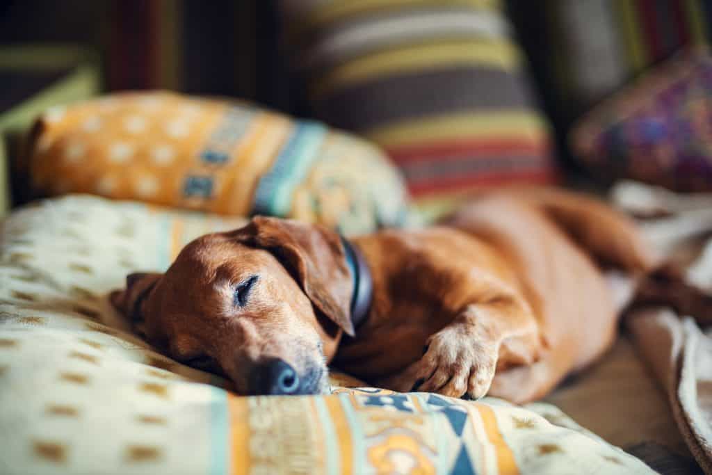 Dachshund relaxing