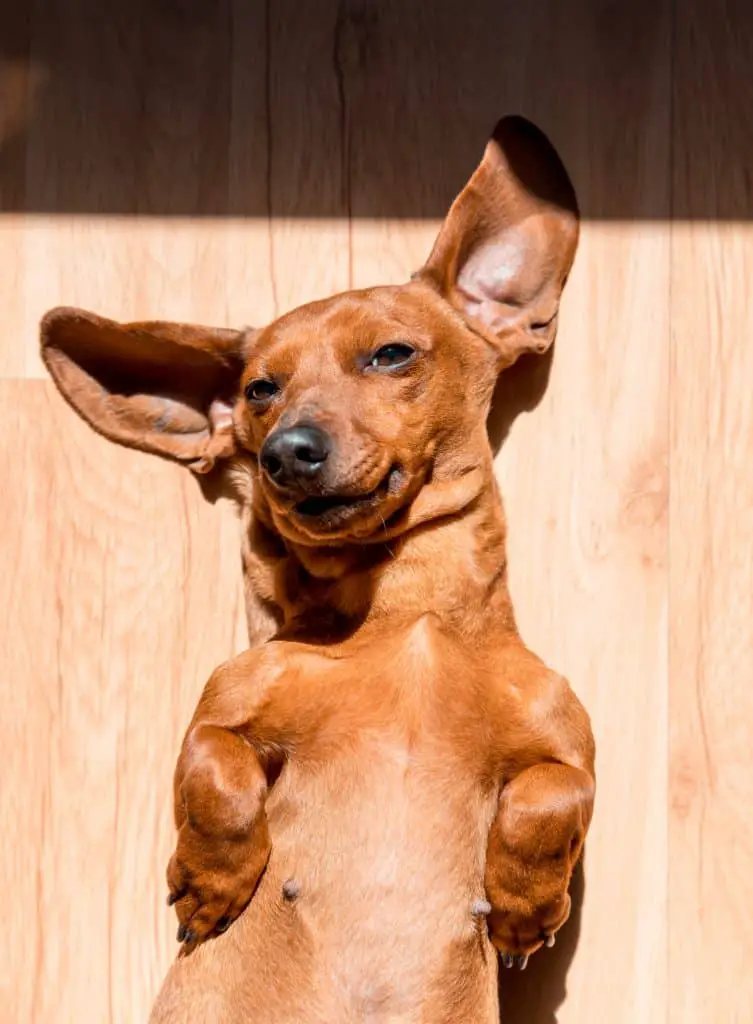 Cute relaxed dachshund