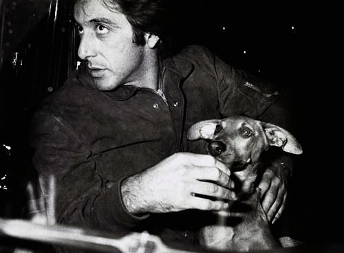 Al-Pacino and his dachshund
