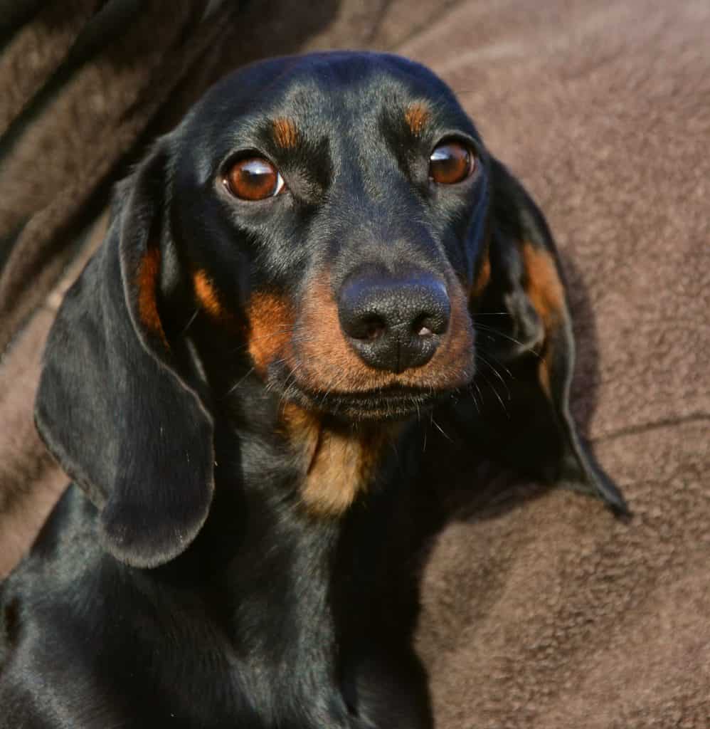 Cute Dachshund