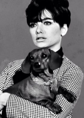 dachshund Suzanne-Pleshette