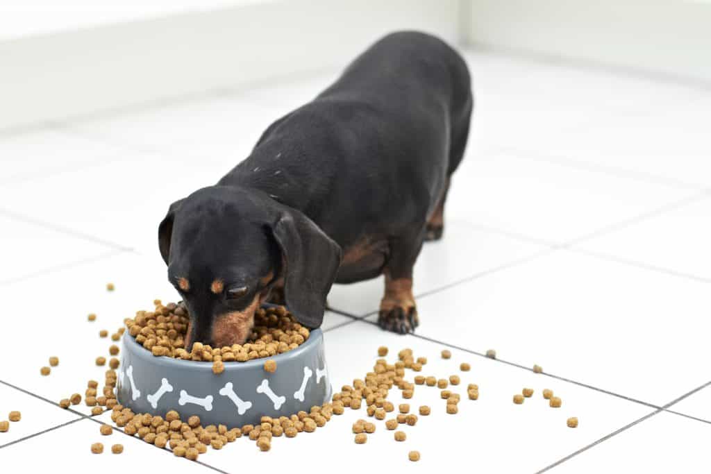 dachshund eating