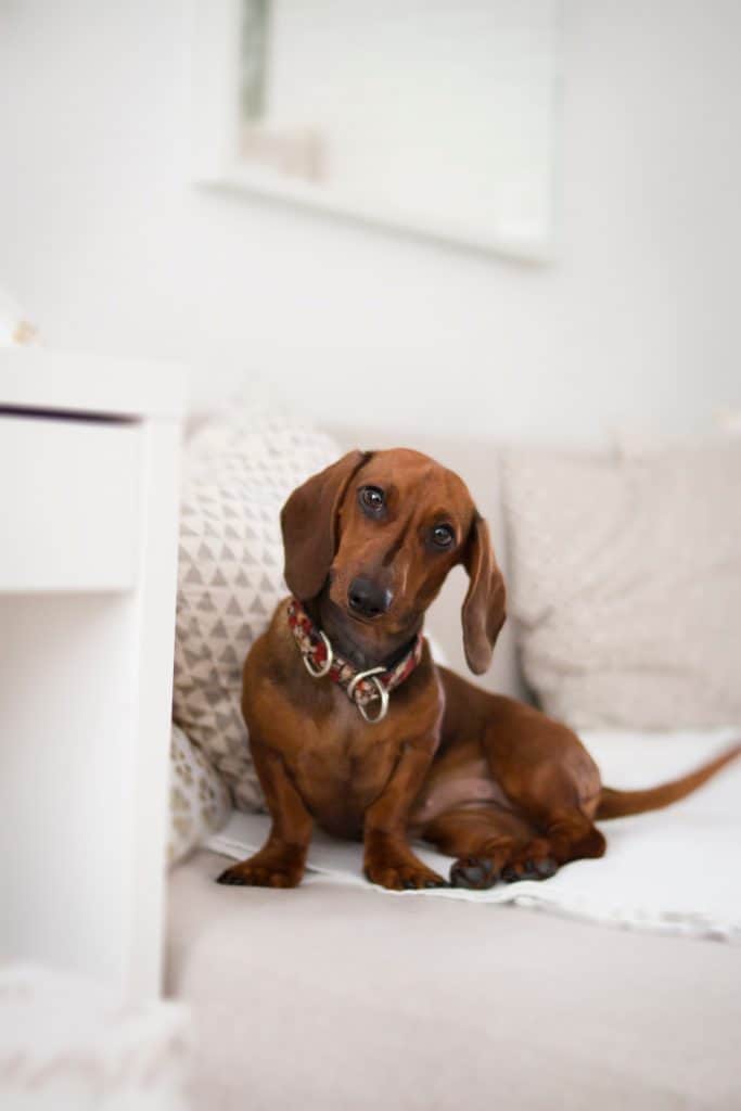 Beautiful Dachshund