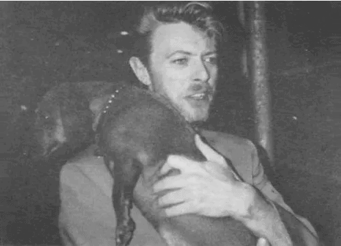 david bowie and his dachshund