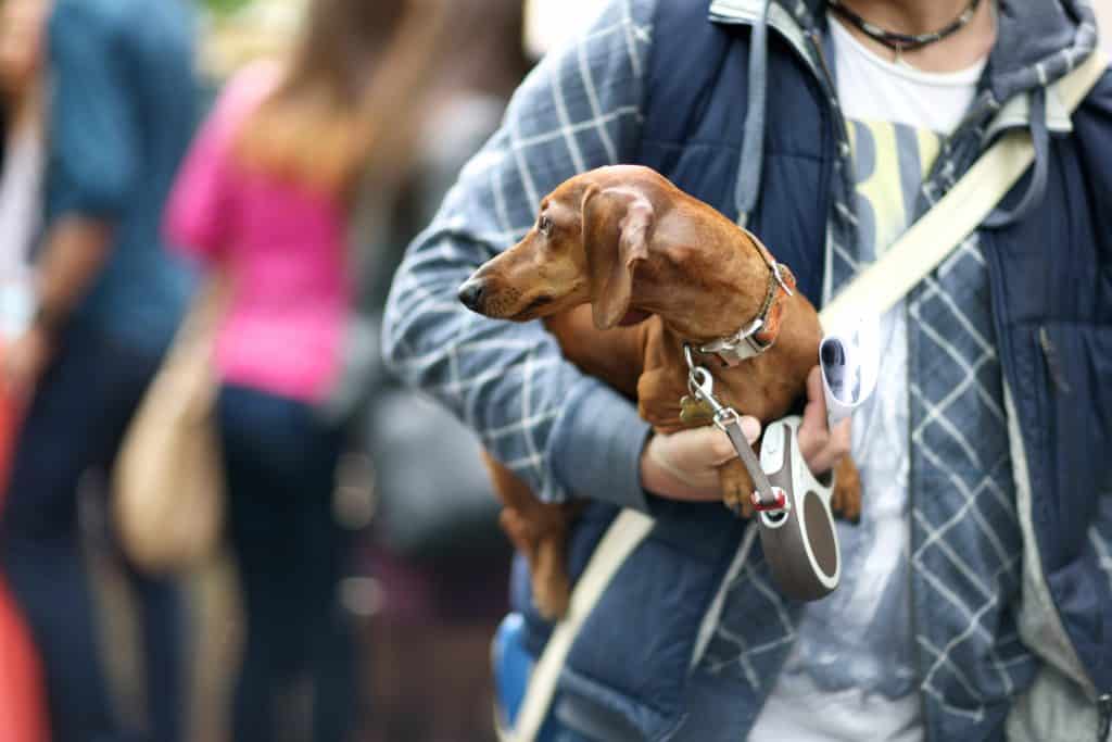 Mid section of a man holding his dachshund in underarm