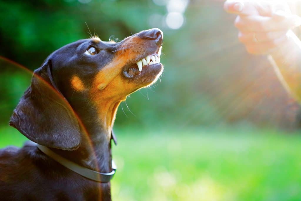 aggresive dachshund