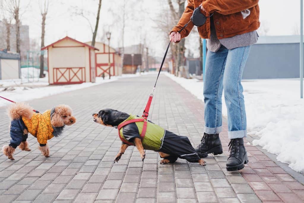 how to train an aggresive dog