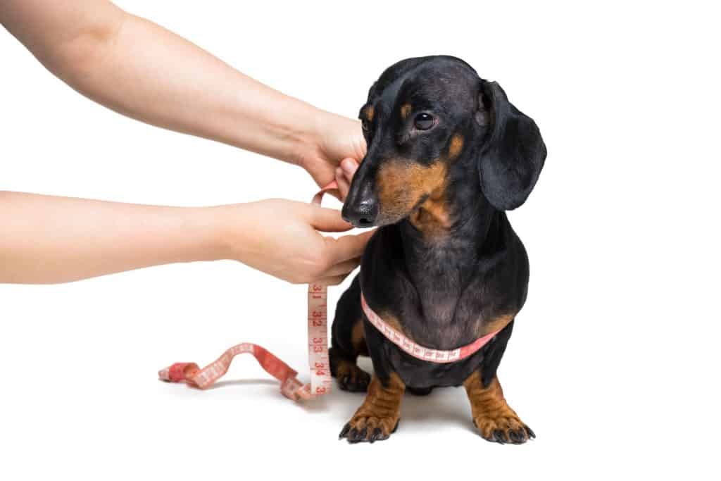 Dachshund, black and brown, with measuring tape, isolated on white background