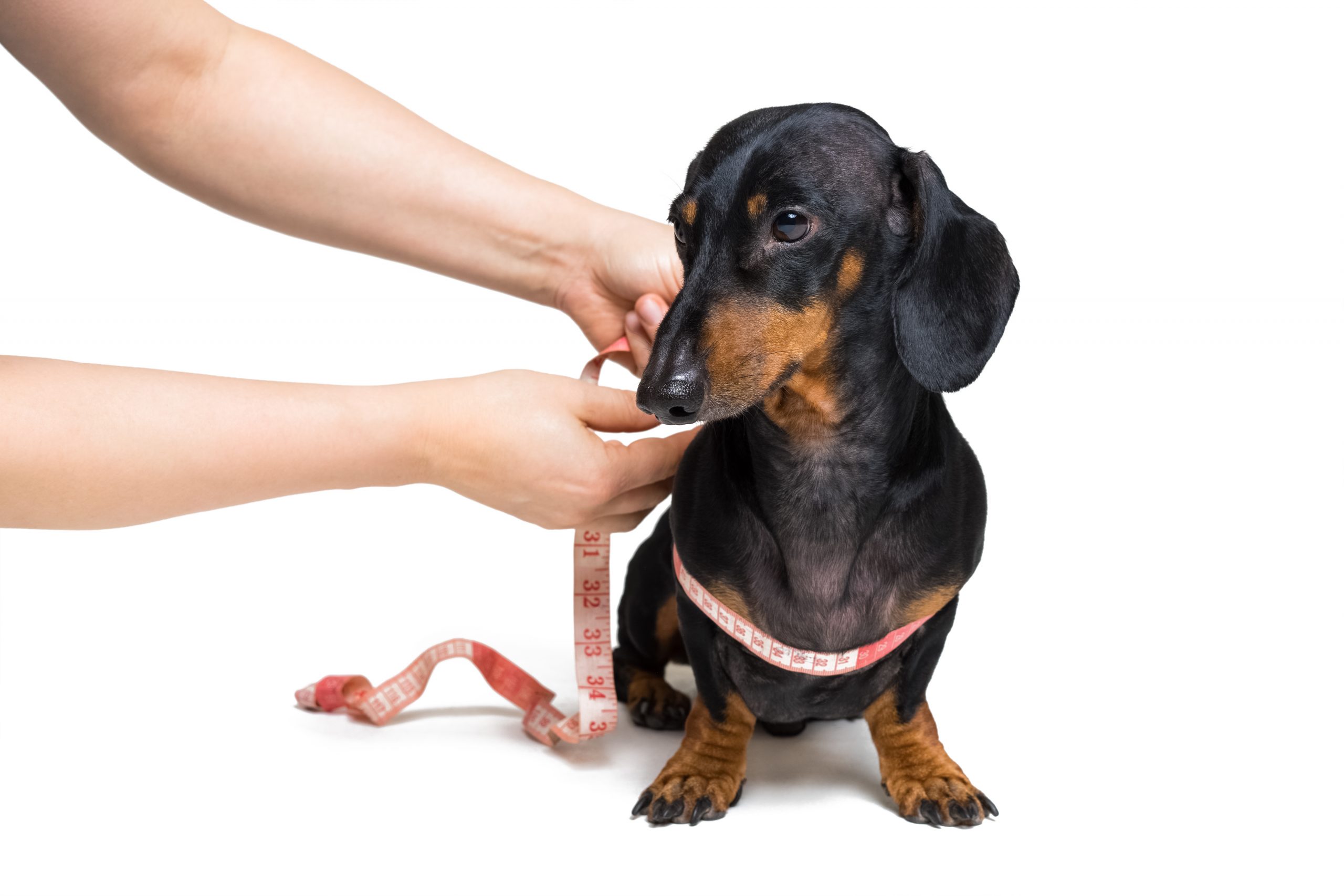 Is Your Dachshund Overweight? dachshundcentral