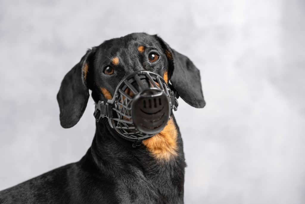 dachshund with muzzle