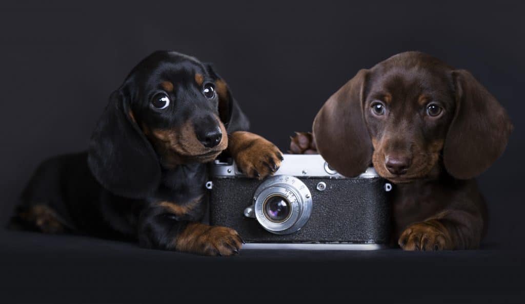 puppy and old analog retro photo camera