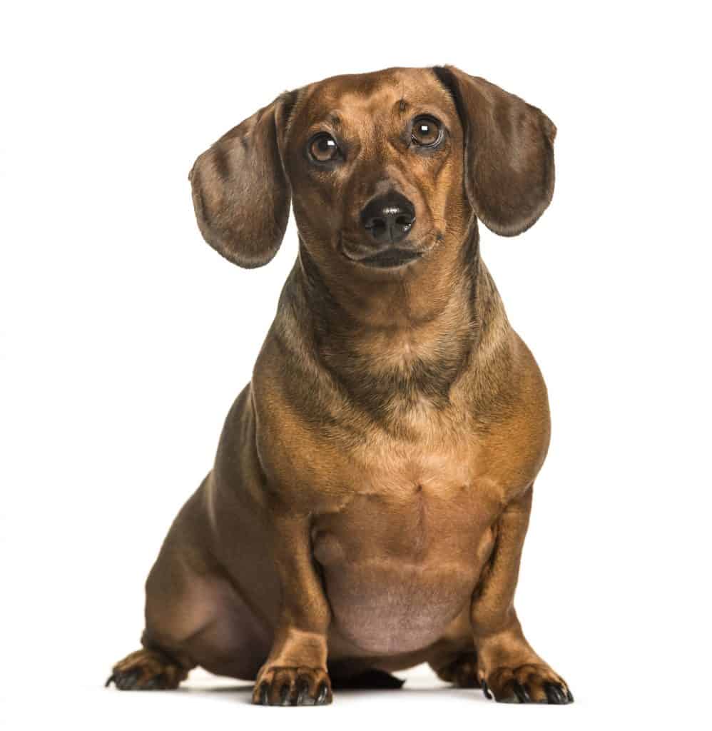 Fat dachshund sitting against white background