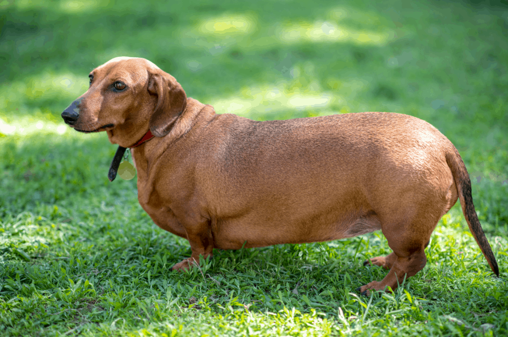 overweight dachshund