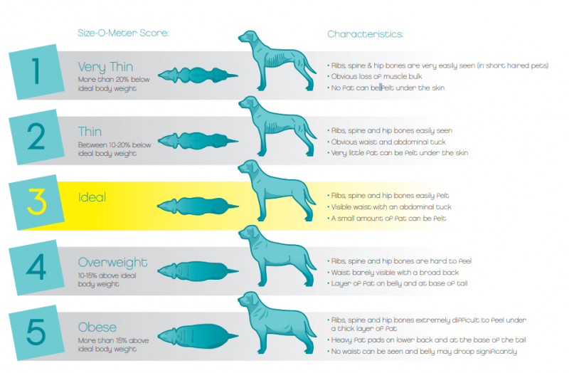 pet size o meter