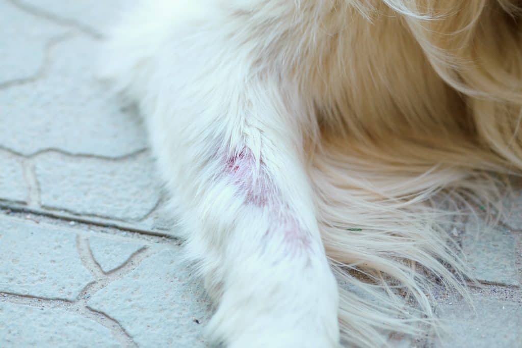 dog skin disease