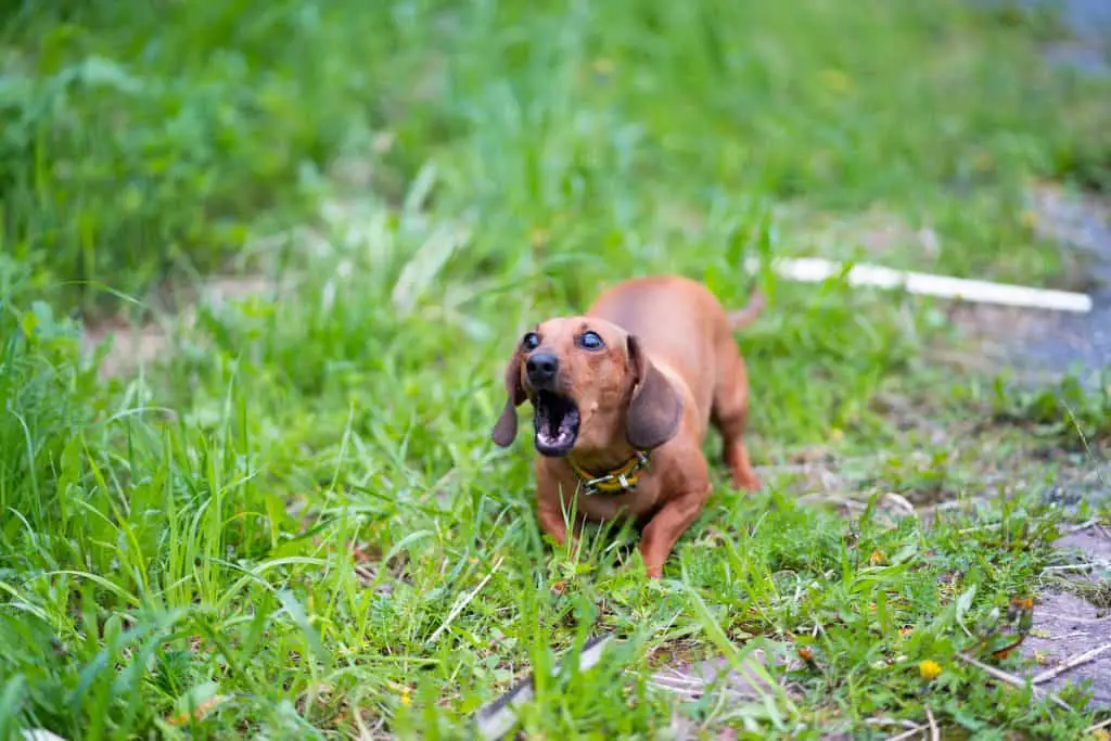Angry dachshund growls teeth bared