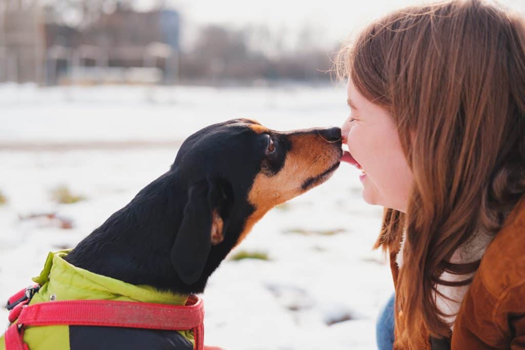 dachshund licking