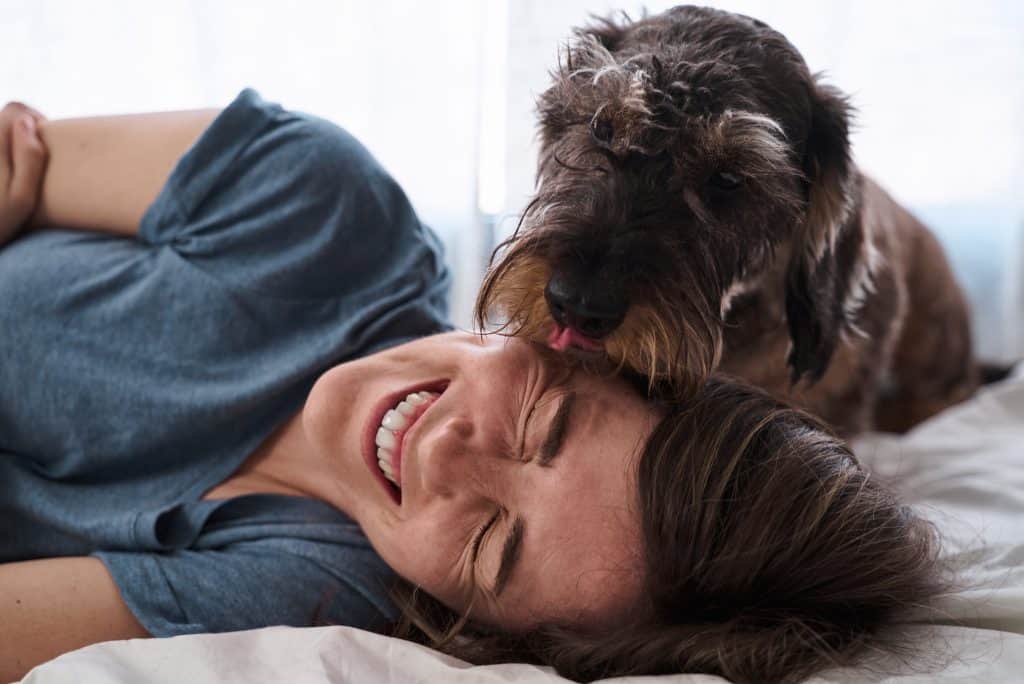 dachshund licking 2