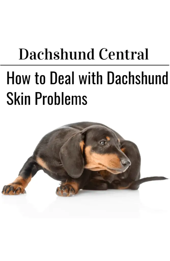 How To Deal With Skin Problems In Dachshunds Dachshund Central